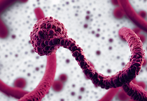 Ebola'nın erken belirtileri: Griple karıştırılabiliyor