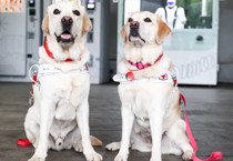 Bilim yanıtladı: Büyük köpekler neden daha hızlı yaşlanıyor?