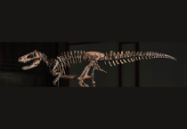 67 milyon yıllık dinozor fosili 47,3 milyon dolara satıldı: Tarihin en pahalı ikinci fosili