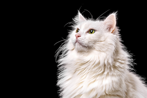 Bilim insanları: Kediler, kanser tedavisinde yeni umut olabilir