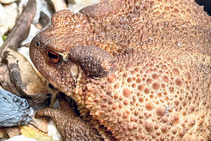 Mahallenin en tuhaf komşusu: Kara kurbağası