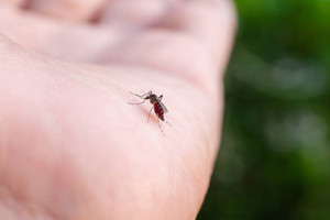 The Guardian yazdı: Yürümeyi bile işkenceye dönüştüren hastalık Avrupa'ya taşındı