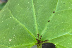 Kaz Dağları'nda yeni bir böcek türü keşfedildi