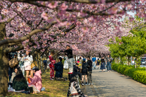 Japonya'da sakura mevsimi cüzdan yakıyor: Zayıf yen ve emtia baskısı piknik maliyetlerini artırıyor