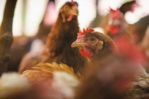 Avrupa'da ilk "H9N2 kuş gribi" vakası görüldü: Neler biliniyor?