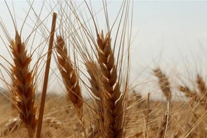 Ekmeklik buğday ihracatı serbest bırakıldı