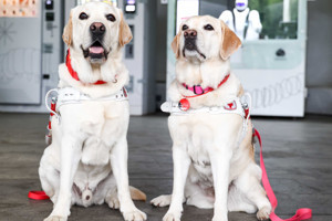 Bilim yanıtladı: Büyük köpekler neden daha hızlı yaşlanıyor?