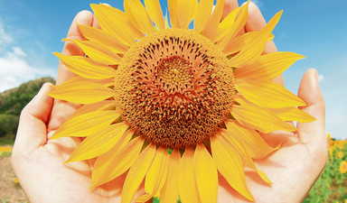 Ukrayna’nın ayçiçekleri