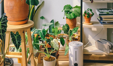 Bitkileri beslemeyi uzmanından öğrenin