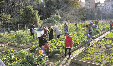 Şehrin göbeğinde tarım: Kent çiftçileri giderek çoğalıyor