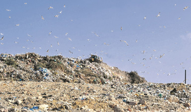 Kentsel atıklar martı istilasını körüklüyor
