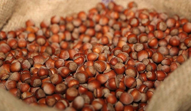 Allah fındığı vermiş yemesini bilmiyoruz!