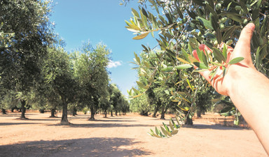 Zeytinliklere dokunma