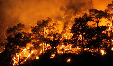 ‘Mega yangınlar’ ormanlarımızı yutarken veriler de kül oluyor