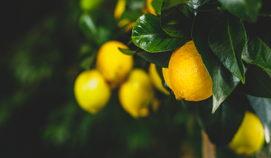 Limon krizi üreticinin yüzünü ekşitti
