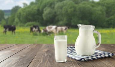 İnek sütü mükemmel bir gıda ama sadece buzağılar için