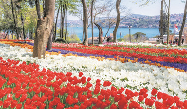 Çiçeklerin izinde İstanbul