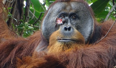 Farmakolojide devrim yaratan orangutan!