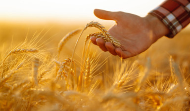 Enflasyon değirmeni buğday üreticisini de un ufak edecek mi?