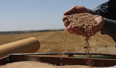 Buğday fiyatı enflasyonla mücadelede bir gösterge mi?
