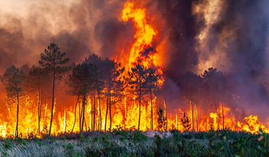 Yangın kurbanı orman alanı geçen yılın 34 katı