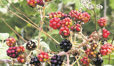 Böğürtlen toplamanın püf noktaları