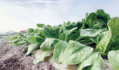 Dalda ürün bırakmayan donun faturası ‘şimdilik’ 21 milyar TL