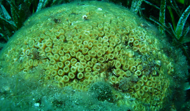 Türkiye'nin siyah ve taş mercanları koruma altında