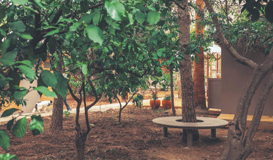 Mandalina ağaçları altında sanat