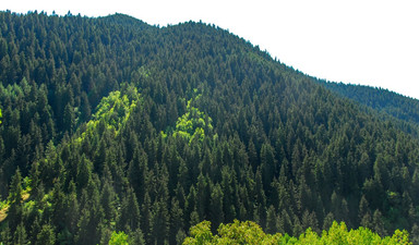 Ormanlarda taş ocağı ve altın madeni açmak kolaylaşıyor