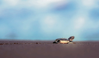 20 yıl sonra doğdukları yere döndüler