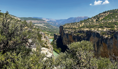 Yakında Karadeniz de zeytinine kavuşacak