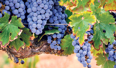 Deniz, asma ve zamanın manifestosu