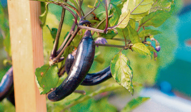 İstanbul’un kalbindeki yeşil teras 8’inci yılında