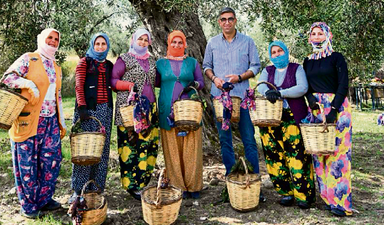 Zeytincilikte riskleri nasıl fırsata çeviririz?