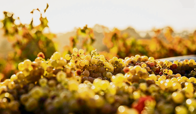 19 Ege bağından bağ bozumu notları