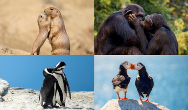 Öpüşmenin tarihi değişti ama eylem hâlâ aynı