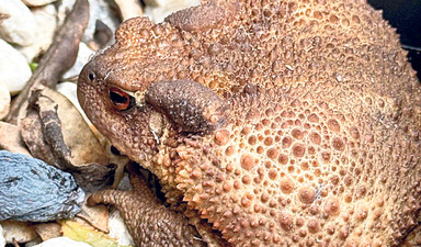 Mahallenin en tuhaf komşusu: Kara kurbağası