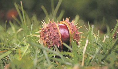 Kestane: Dikenli, nazlı ve tripli