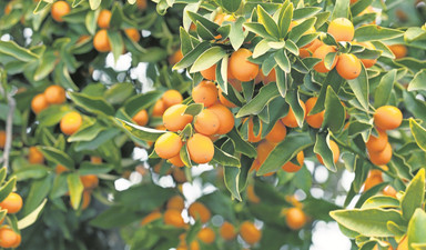 Kabuğuyla barışık bir narenciye: Kumkuat