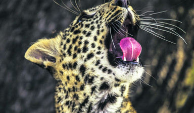 Leoparın peşinde üç yıl