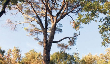 İstanbul’a bir botanik turu şart