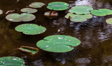 Feng shui bitkileriyle kesenize bereket!