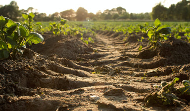 Kendi toprağınızı nasıl yaratırsınız?