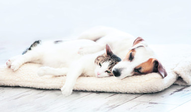 Canlı-cansız fark etmez