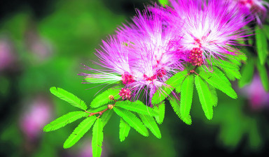 Bahçelerin bir de temizlik mevsimi var