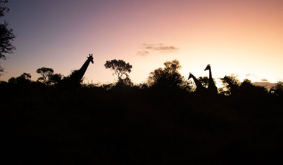 Afrika'nın 5 büyükleri'ne ev sahipliği yapan safari mekanı: Kruger Ulusal Parkı