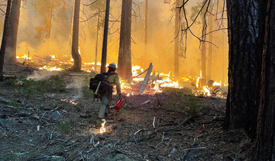 Yosemite Park'ta yangın: Bin yıllık sekoyalar tehdit altında