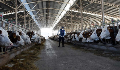 Süt üreticisi kaderine terk edildi
