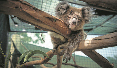 Koalalara iyi haber, hırlayan çimen kurbağalarına da…